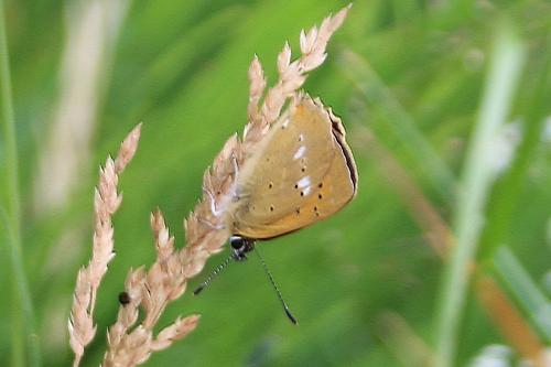 Lycaena virgaureae